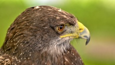 Kordillerenadler (6).jpg